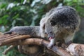 Adorable binturong face Arctictis binturong. Royalty Free Stock Photo